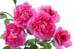 英格兰玫瑰(England's Rose)