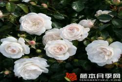 卡斯特鲁瑟·斯帕岑Kastelruther Spatzen