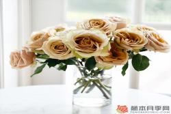 黄金芥末Golden Mustard