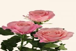 粉芭芭露Pink Babbaloo