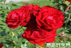 波罗地海海盗Störtebeker