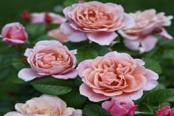 粉色复古Pink Vintage
