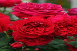 我的玫瑰My Rose