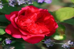 红丝带Ruban Rouge