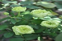 绿野La Terre Verte