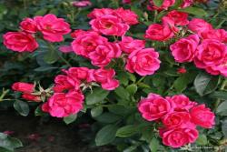 花园之友 Gartenfreund