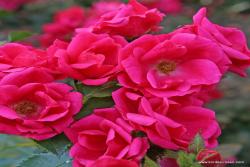 花园之友 Gartenfreund