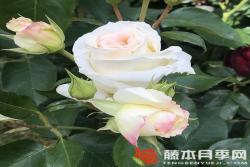 雪花圆舞曲Schneewalzer