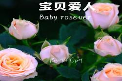宝贝玫瑰恋人 Baby Rosever