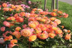 花园乐趣 Gartenspaß