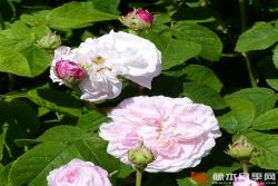 拜耳伊西斯/美女伊希斯 BELLE ISIS