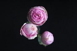 伊芙米欧拉Yves Miora