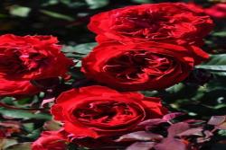 我的玫瑰My Rose