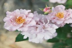 玫瑰时装(COUTURE ROSE TILIA)