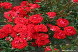 侏儒精灵09 Zwergenfee '09