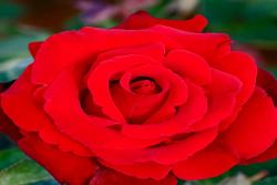 爱的承诺Love's Promise