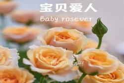 宝贝玫瑰恋人 Baby Rosever