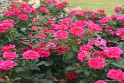 花园之友 Gartenfreund
