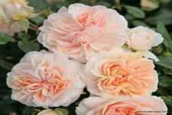 玫瑰花园Garden of Roses