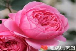 明星伊娃/爱娃Eva