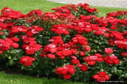 汉堡花卉植物园 Planten un Blomen