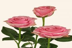 芭比粉Barbiecore