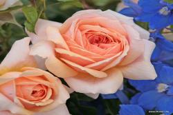 玫瑰花园Garden of Roses