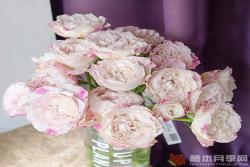贝拉琳达仙女Bella Linda Fairy