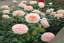 玫瑰花园Garden of Roses
