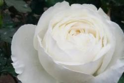 伊芙.婚礼之路Yves Wedding Road