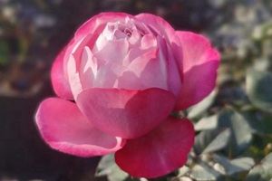 开花一串串的月季叫什么