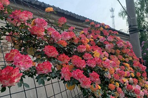 抗病性强勤花的月季经典品种