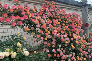 无刺或少刺的藤本月季品种推荐