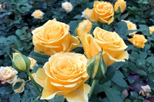 最值得入手的爬藤月季
