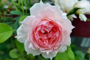 做垂吊花瀑的小型藤本月季