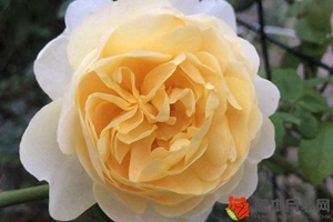 月季花十大经典品种